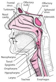 Nose And Throat Diagram Get Rid Of Wiring Diagram Problem