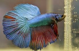 Ikan koi adalah ikan yang sangat cantik dan indah. 6 Ikan Cupang Termahal Di Dunia Berapa Harganya