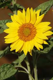 Bunga matahari (helianthus annuus l.) merupakan salah satu jenis bunga yang banyak diketahui mempunyai ciri fisik yang unik, berwarna kuning, berukuran besar & kepala bunga yang besar (bisa. Gambar Bunga Matahari Besar