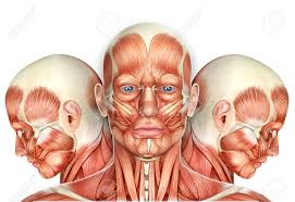 Nervous system of male stock illustration. 3d Male Face Muscles Anatomy With Side Views Stock Photo Picture And Royalty Free Image Image 57624171