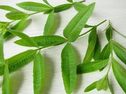 Dosing considerations for lemon verbena. 9 Amazing Benefits Of Lemon Verbena Organic Facts