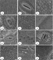 Image result for Endostemon tereticaulis