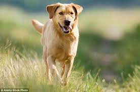 Labradors Are The Worst Dogs For Biting And Responsible For Most Injury Claims Daily Mail Online