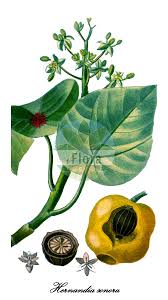 Image result for Hernandiaceae