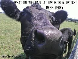 A Little Joke To Get You Through This Hump Day Www Pinktractor Com Cows Funny Cow Puns Farmer Jokes