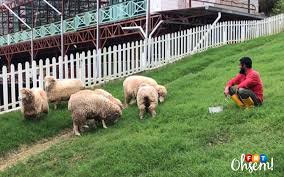 Bahkan susu kambing memiliki harga yang lebih tinggi dibandingkan dengan susu sedangkan pada masa presiden sukarno kambing ini dibudidayakan di desa senduro, gunung semeru, jawa timur. Biri Biri Tarikan Terbaru Di Cameron Highlands Free Malaysia Today Fmt