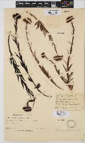 Image result for Callilepis laureola