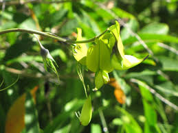 Image result for Crotalaria agatiflora