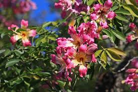 All set in a beautifully landscaped surrounding, with large shade trees, flowering plants and cascading waterfalls. Plantanswers Plant Answers Fall Flowering Tree In San Antonio Silk Floss Tree Ceiba Speciosa