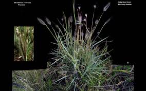 Image result for Dichanthium