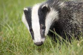 Animal Rights United Kingdom Action4earth Badger Animal Species British Wildlife