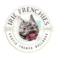 We also offer stud services. Irie Frenchies Llc Exotic French Bulldogs Breeding Program Pet Photography Pet Services