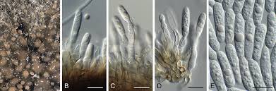 Image result for Dichapetalum rhodesicum