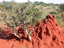 Image result for Maerua parvifolia