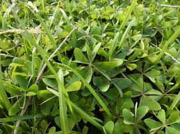 Image result for Oxalis tetraphylla