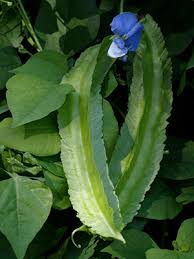 Image result for Psophocarpus grandiflorus