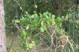 Image result for Macrotyloma