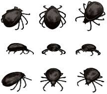 Nu incerca sa apuci capusa de corp, deoarece o va face sa elimine saliva sau sange in piele, lucruri care cresc ingrijorator sansele de a transmite o boala. Capuse