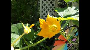 Spaghetti squash are monoecious, that is to say they have separate male(staminate) and female(pistillate) flowers. How To Hand Pollinate Squash Blossoms Youtube