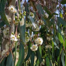 Image result for Eucalyptus camaldulensis