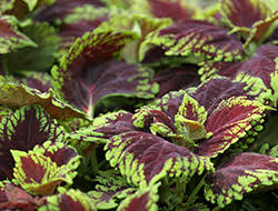 You can also get darker color blooms and textures like purple millet and dark. Add Contrast To Your Landscape Bioadvanced