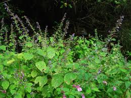 Image result for Isodon ramosissimus