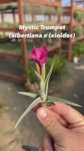 Image result for Albertisia