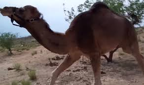 Honest one, rottenfresh, teddyray and 2 others. Camels And Friends Nessie And Baby In Arizona The Kid Should See This