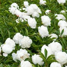 Once you start digging into the wide world of lilies and how to grow and care for lilies , you'll learn all sorts of interesting facts about the different varieties. Reviews For Spring Hill Nurseries White Flowers Double Peony Paeonia Live Bareroot Perennial Plants 5 Pack 01276 The Home Depot