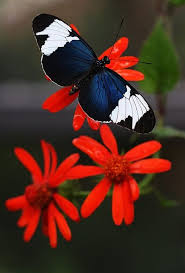 There are two gorgeous yellow butterflies with a dark green trim around the edges of their wings. 50 Beautiful Pictures Of Flowers And Butterflies