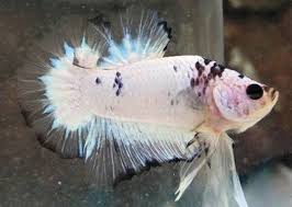 Yang membedakan antara cupang dragon dengan cupang biasa adalah sisik yang. Cupang Plakat Dragon Mastard Gas Jual Cupang Murah Berkualitas