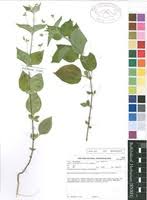 Image result for Psilotrichum