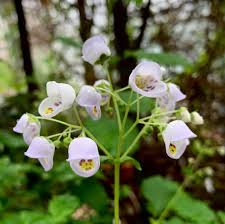 Image result for Calceolariaceae