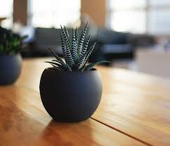 It requires a little of water support & bright light to grow. Zebra Plant Care Haworthia Haworthiopsis Fasciata Succulent