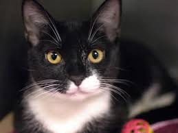 Our store also offers grooming, adoptions and curbside at petsmart, we never sell dogs or cats. Www Petharbor Com Pet Nwyk1 A1011059 Cat Adoption Kitten Adoption Cats
