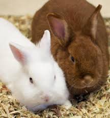 We recommend you get your bunny neutered, as even litter trained entire males can spray around the house and it's more difficult to train. Bunny Bonding Basics Animal Humane Society