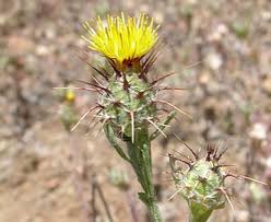 Image result for Centaurea melitensis