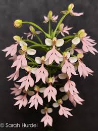 Image result for Habenaria mosambicensis