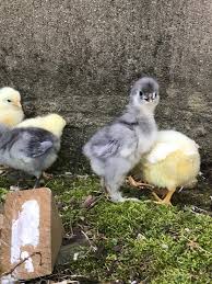 There are over 200 recognised breeds of chicken around the world but not all hens are equal in their laying ability so if you would like chickens for eggs, look at my top 10 laying hens below first. List The Best Chicken Names A To Z Backyard Poultry