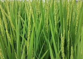 Image result for Oryza