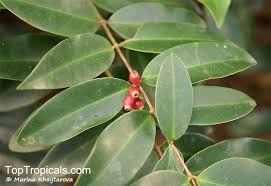 Image result for Memecylon sp. C