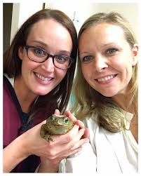 Dr. Starling and Dr. Ebers taking x rays of their Cane Toad patient, Sir  Hops A Lot. Thank you Krissy Hamilton for sharing your wonderful pets with  us! 🐸 Kayla Purvis Starling