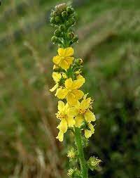 Agrimony Agrimonia Agrimonia Eupatoria Fiore Di Bach Flores Florais De Bach Fitoterapia