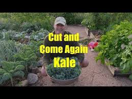 Tips for pest and kale disease preven. How To Harvest Kale Youtube