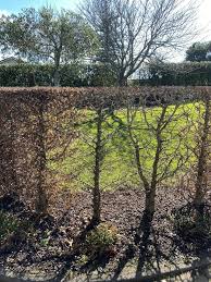 Image result for hornbeam hedge in winter