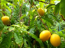 The historic tree is found in malolos, but there's another one in u.p. Tropical Taste Of Hawaii The Amazing Abiu Fruit Dengarden