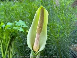 Image result for Amorphophallus