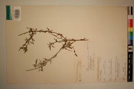 Image result for Ocimum filamentosum