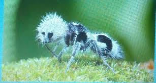Image result for panda ant