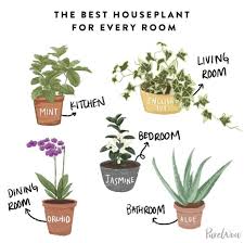 Best Plant For Each Room In The House Plants Cool Plants House Plants